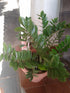 8" Zamioculcas Zamiifolia ZZ plant photo