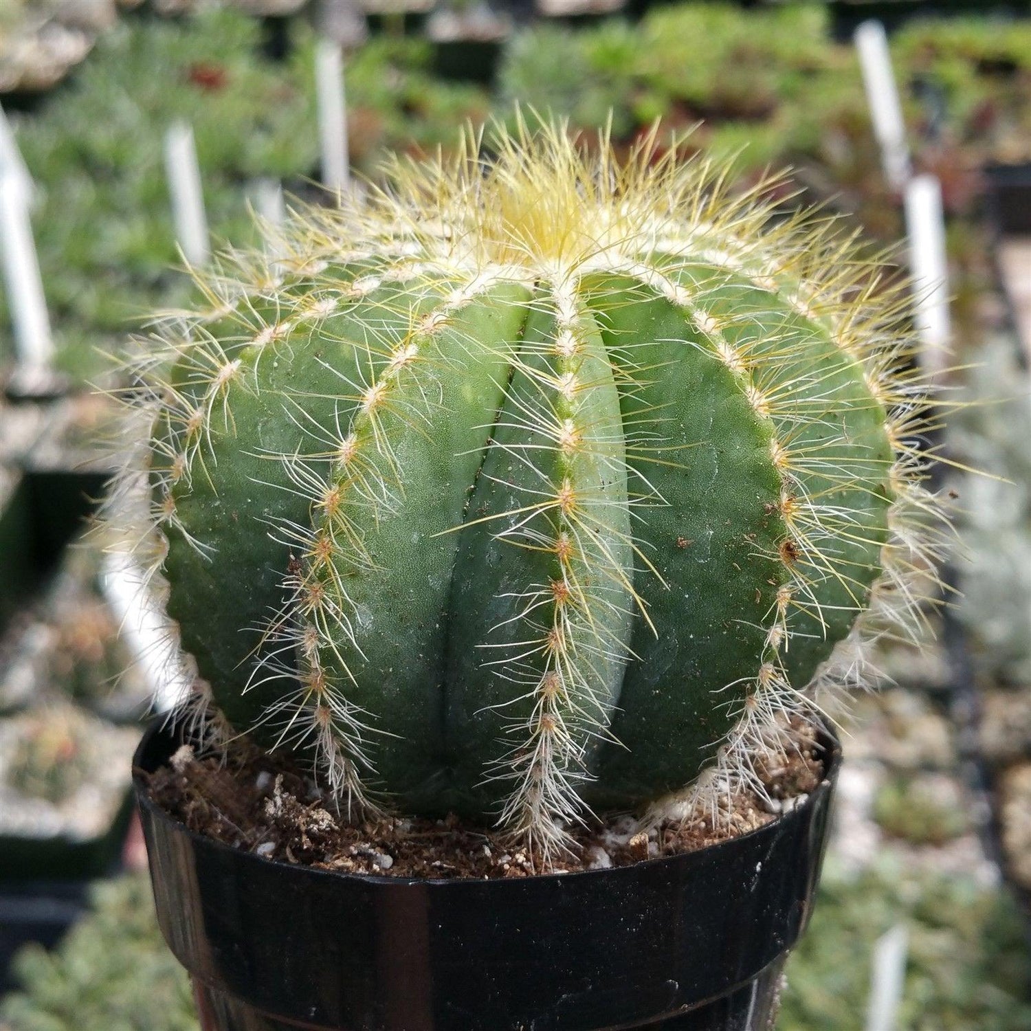 4" Cactus plant photo
