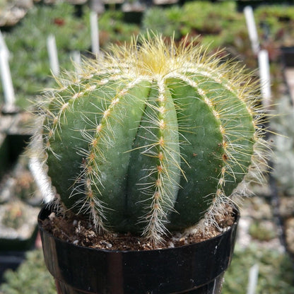 4" Cactus plant photo