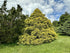 False Cypress &