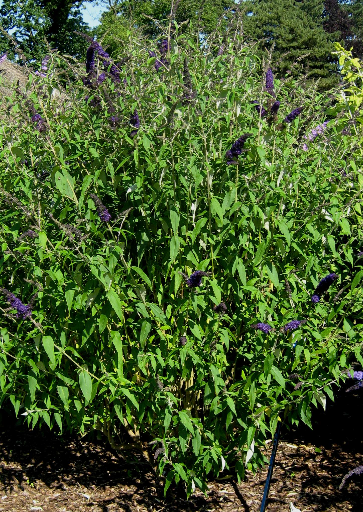 Butterfly Bush &