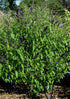 Butterfly Bush &