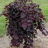 Redbud &