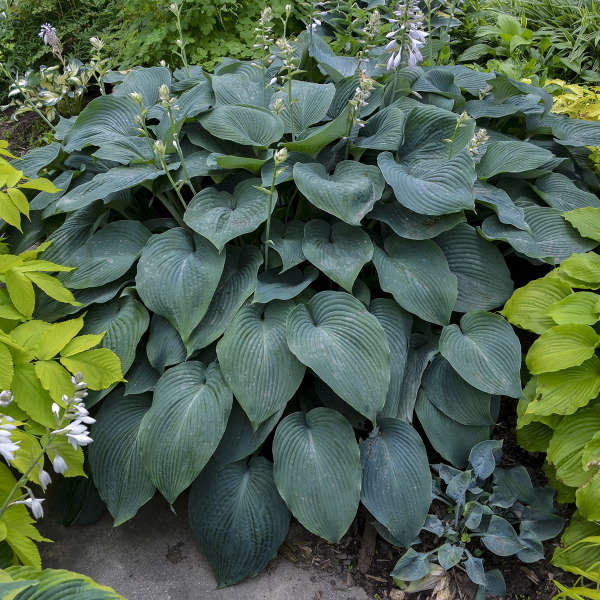 Hosta Blue Angel 1 gal plant photo