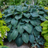Hosta Blue Angel 1 gal plant photo