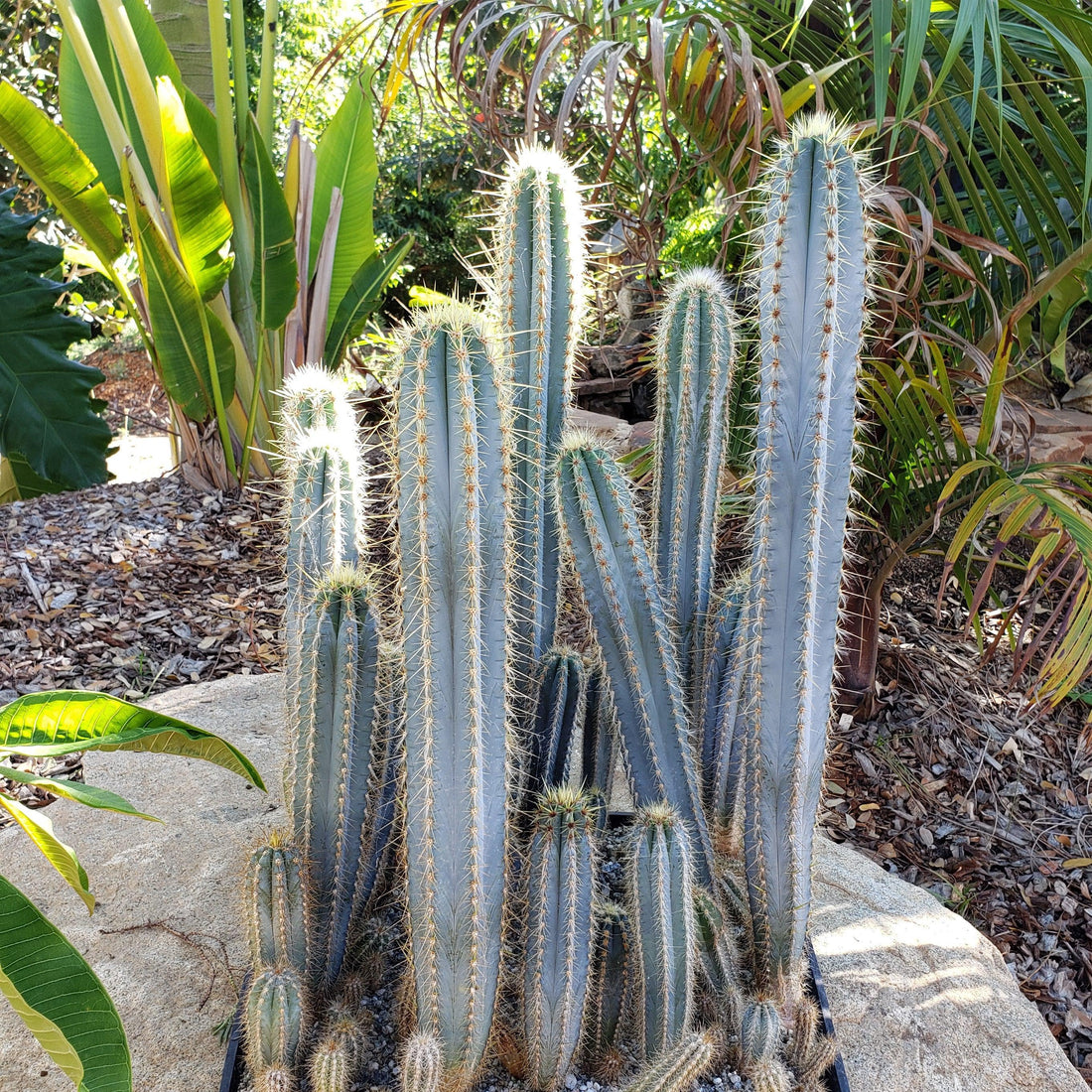 10" Cactus plant photo
