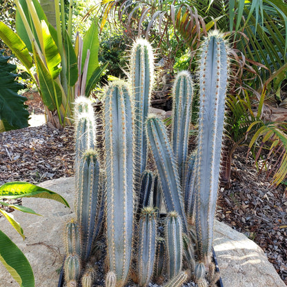 10" Cactus plant photo