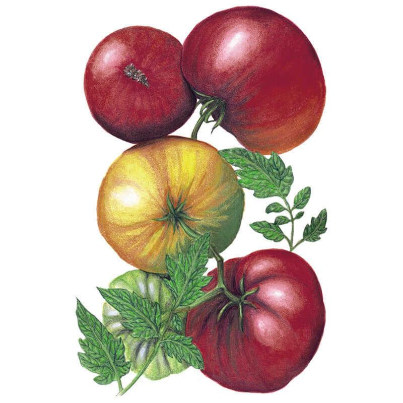 Tomato Cherokee Purple Organic Deed seed packet photo