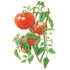 Tomato Moskvich Seed Packet seed packet photo