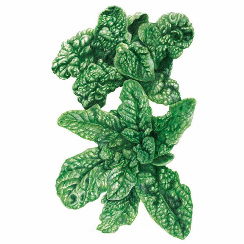 Spinach Bloomsdale seed packet photo