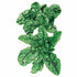 Spinach Bloomsdale seed packet photo