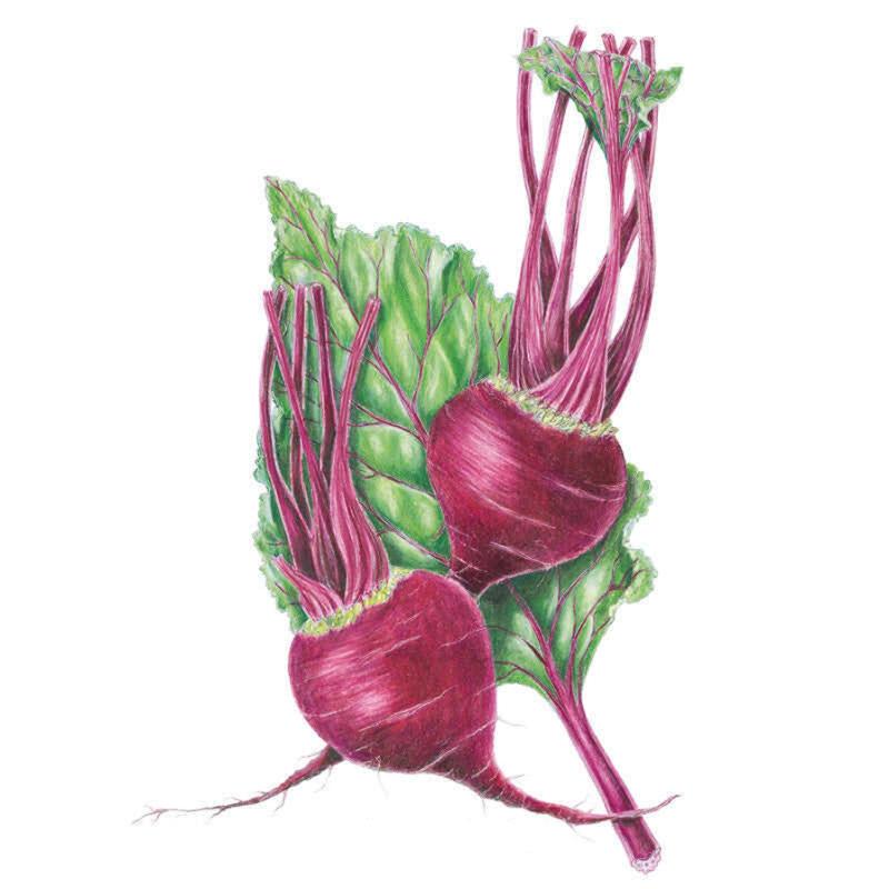 Beet Early Wonder Seed Packet seed packet photo