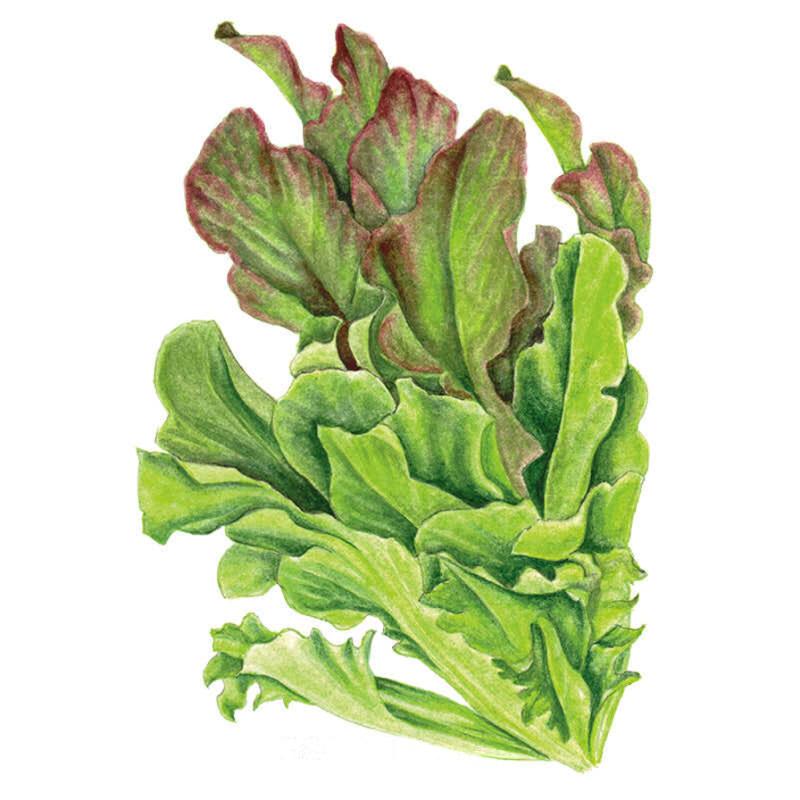 Lettuce Salad Bowl Blend Seed Packet seed packet photo