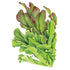 Lettuce Salad Bowl Blend Seed Packet seed packet photo