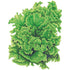 Lettuce Black Seeded Simpson Seed Packet seed packet photo