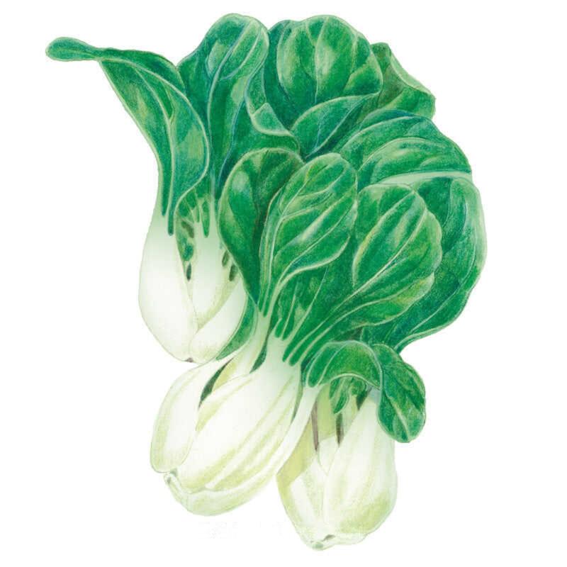Bok Choy Baby Choi Seed Packet seed packet photo