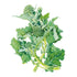Broccoli Raab Seed Packet seed packet photo