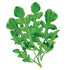 Botanical Interests Arugula Rocket Seeds 3g seed packet photo