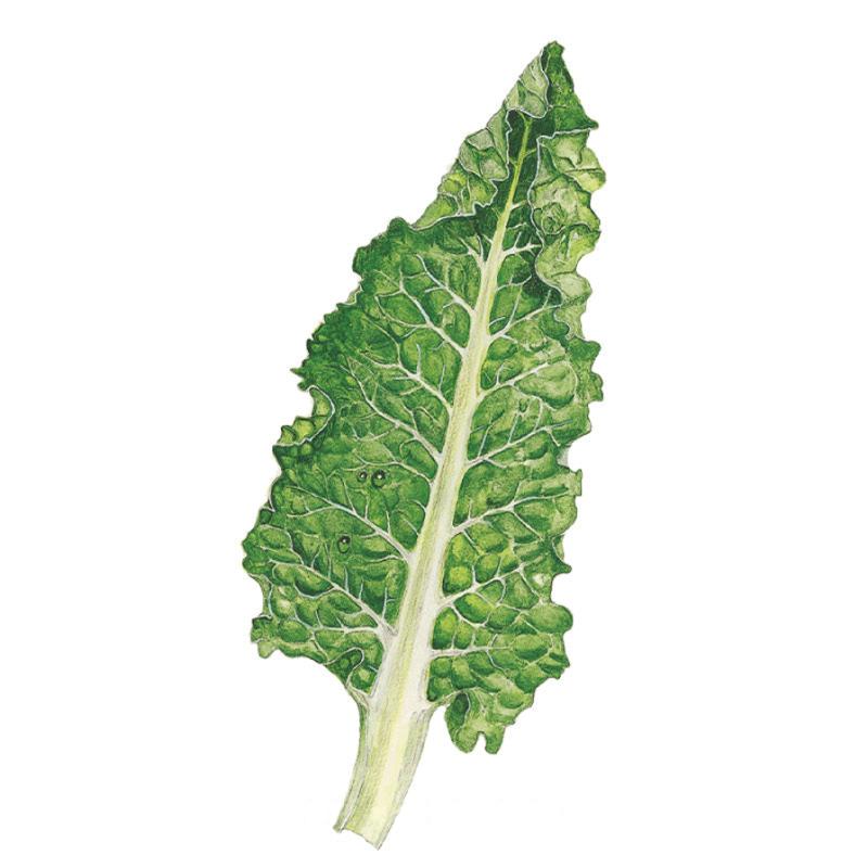 Swiss Chard Fordhook Giant Seed Packet seed packet photo