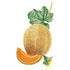 Melon Hales Best Jumbo seed packet photo