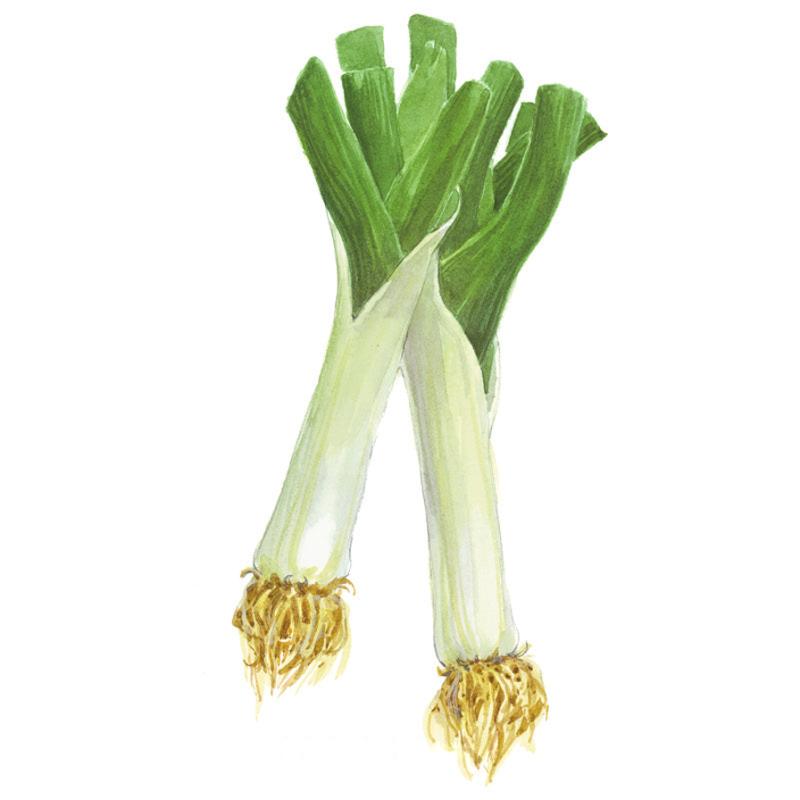 Leek King Richard Seed Packet seed packet photo