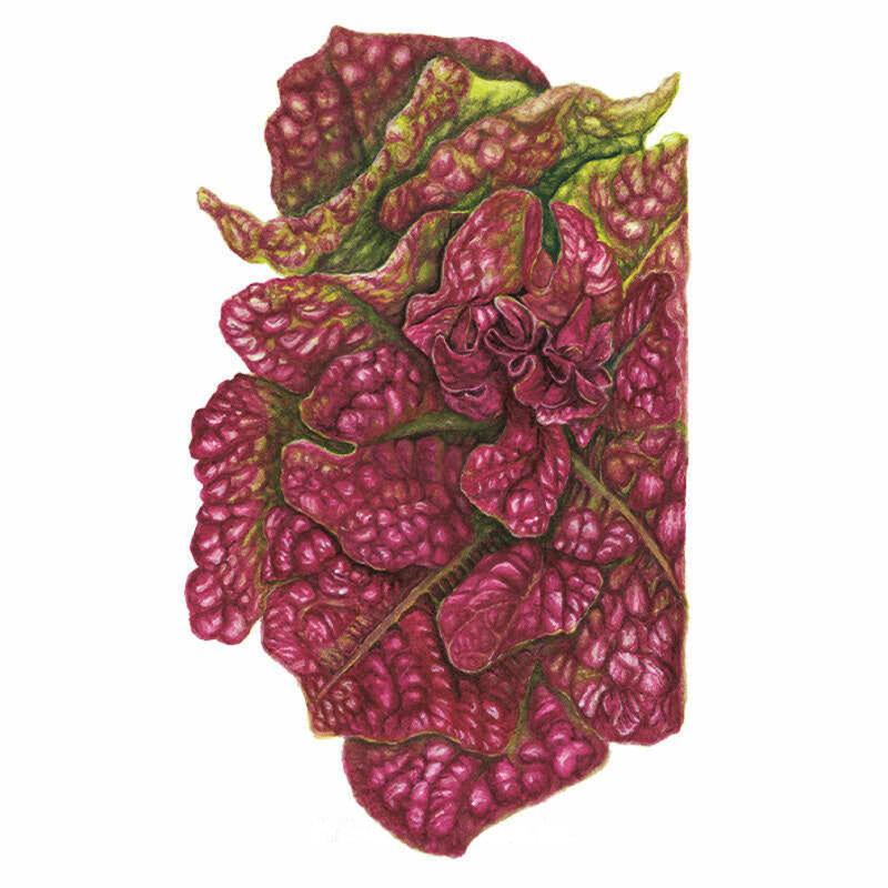 Lettuce Marvel of Four Seasons Seed Packet seed packet photo