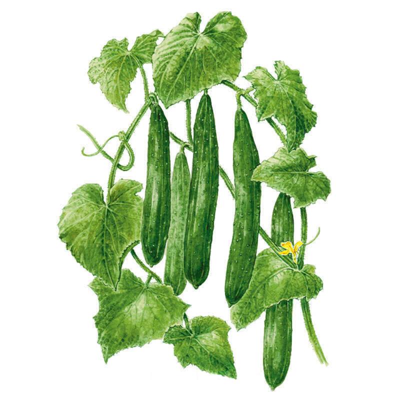 Cucumber Tasty Green Seed Packet seed packet photo