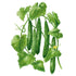 Cucumber Tasty Green Seed Packet seed packet photo