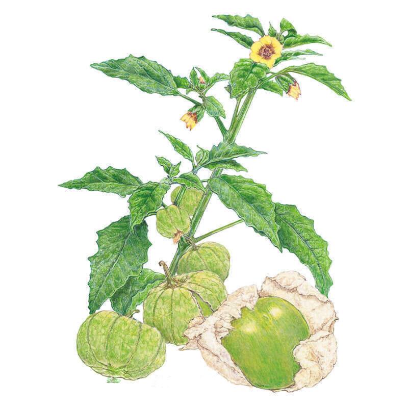 Tomatillo Grande Rio Verde Seed Packet seed packet photo