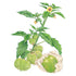 Tomatillo Grande Rio Verde Seed Packet seed packet photo