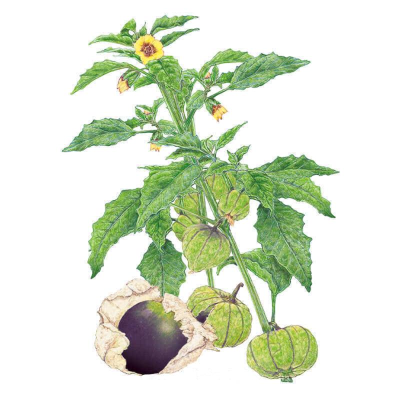 Tomatillo Purple seed packet photo