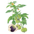 Tomatillo Purple seed packet photo