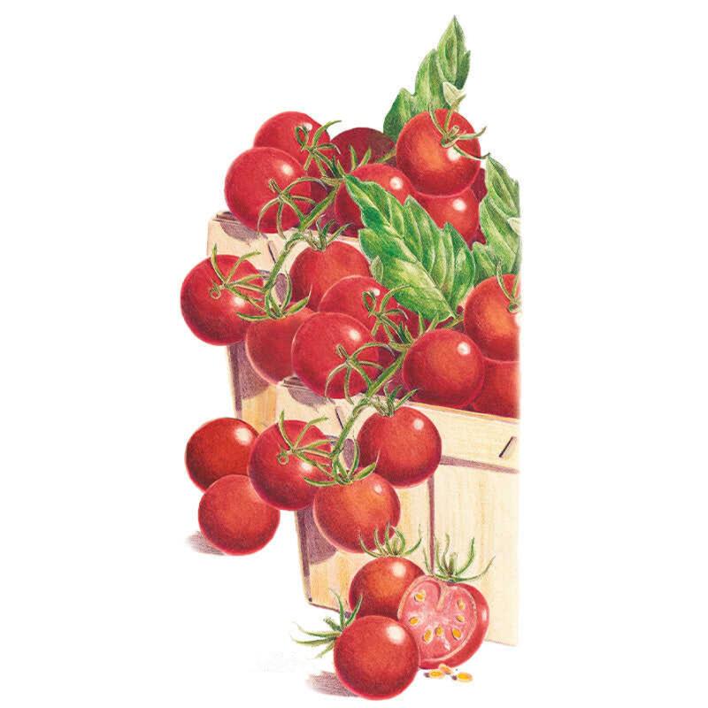 Tomato Sweetie Seed Packet seed packet photo