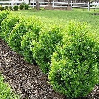 Boxwood &
