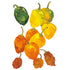 Pepper Habanero seed packet photo