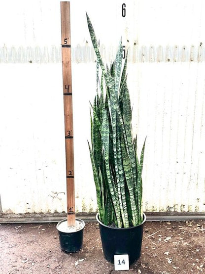 10" Sansevieria Peppermint plant photo