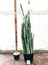 6" Sansevieria Peppermint plant photo
