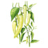 Pepper Sweet Banana seed packet photo
