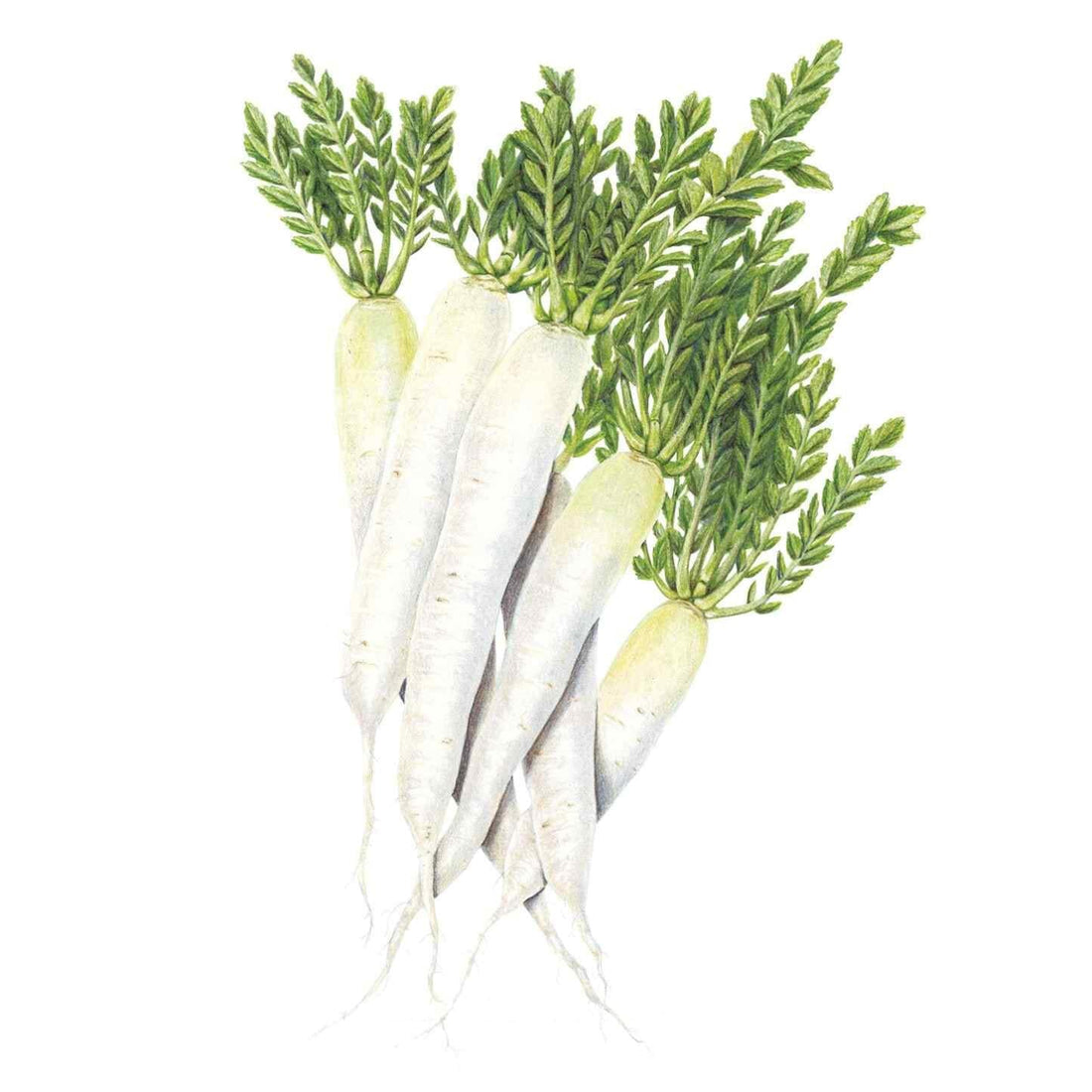 Radish Miyashige White seed packet photo