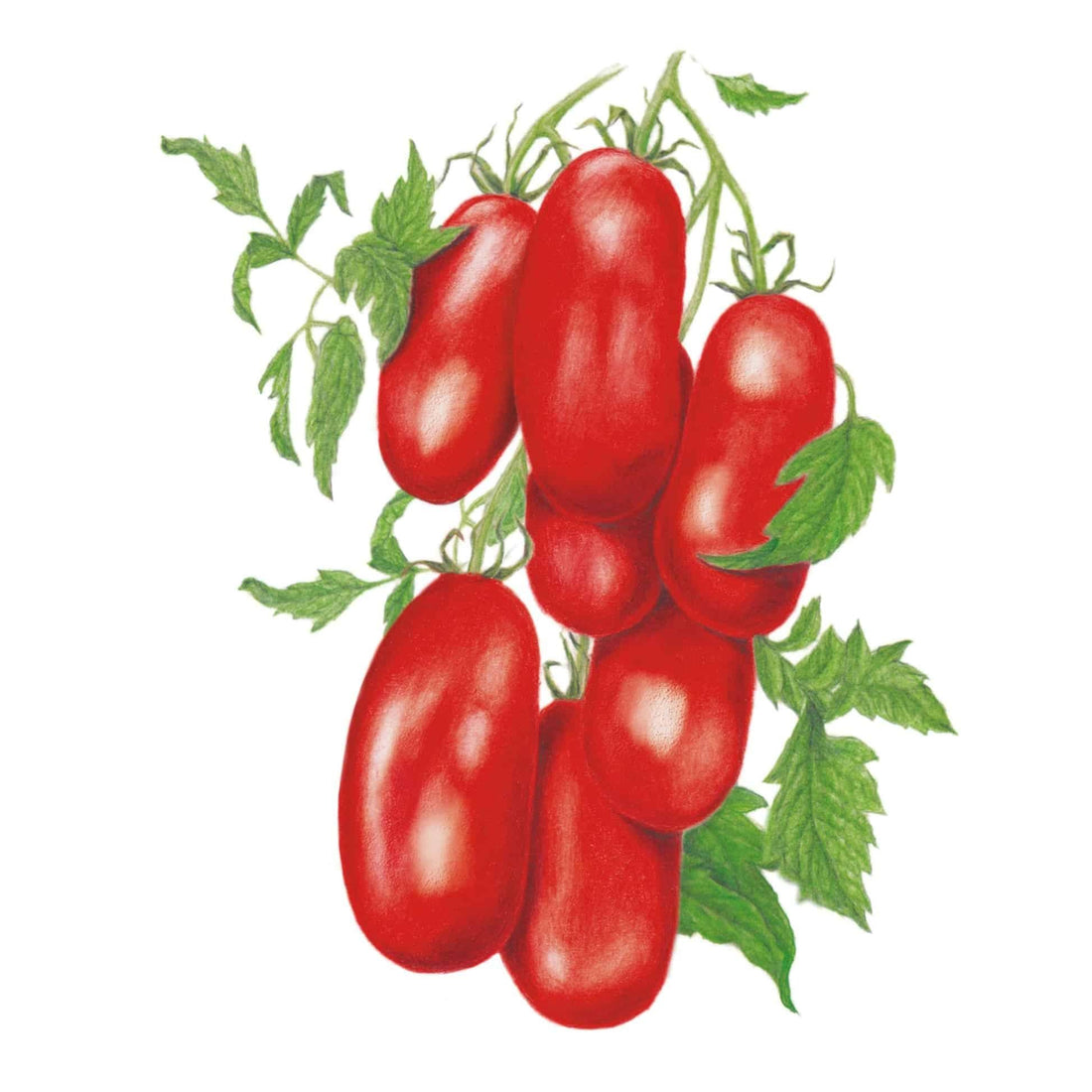 Tomato San Marzano Seed Packet seed packet photo