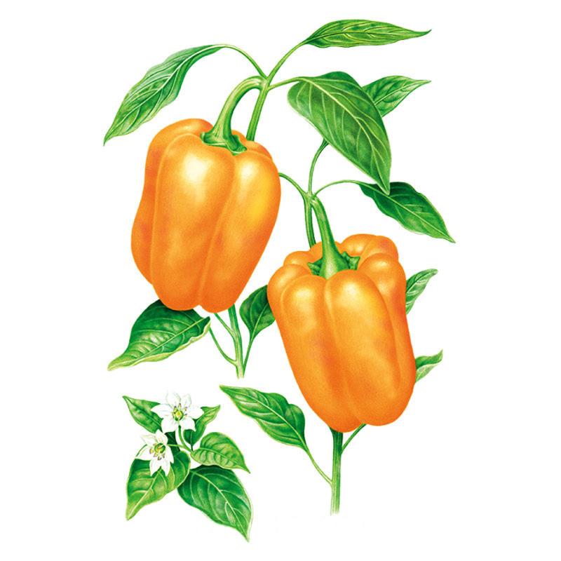 Pepper Orange Sun seed packet photo