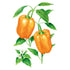 Pepper Orange Sun seed packet photo