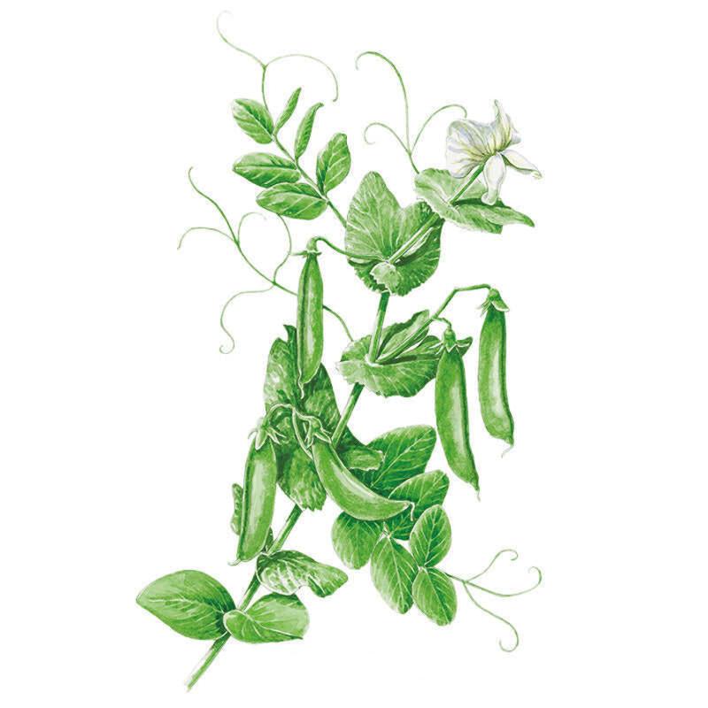 Pea Sugar Snap seed packet photo