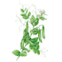 Pea Sugar Snap seed packet photo