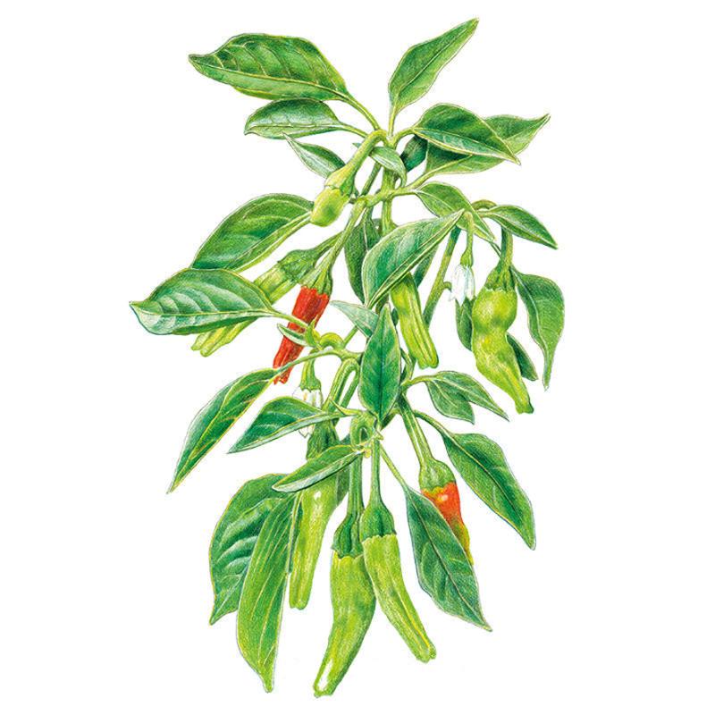 Pepper Shishito seed packet photo