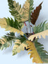4" Philodendron Caramel Marble plant photo