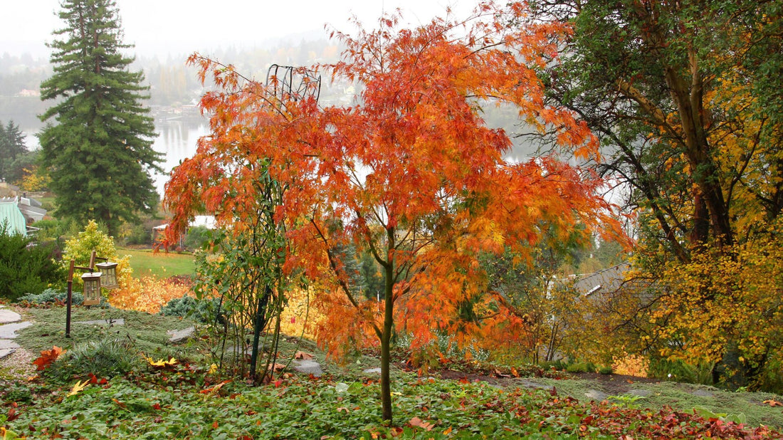 Japanese Maple &