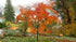 Japanese Maple &