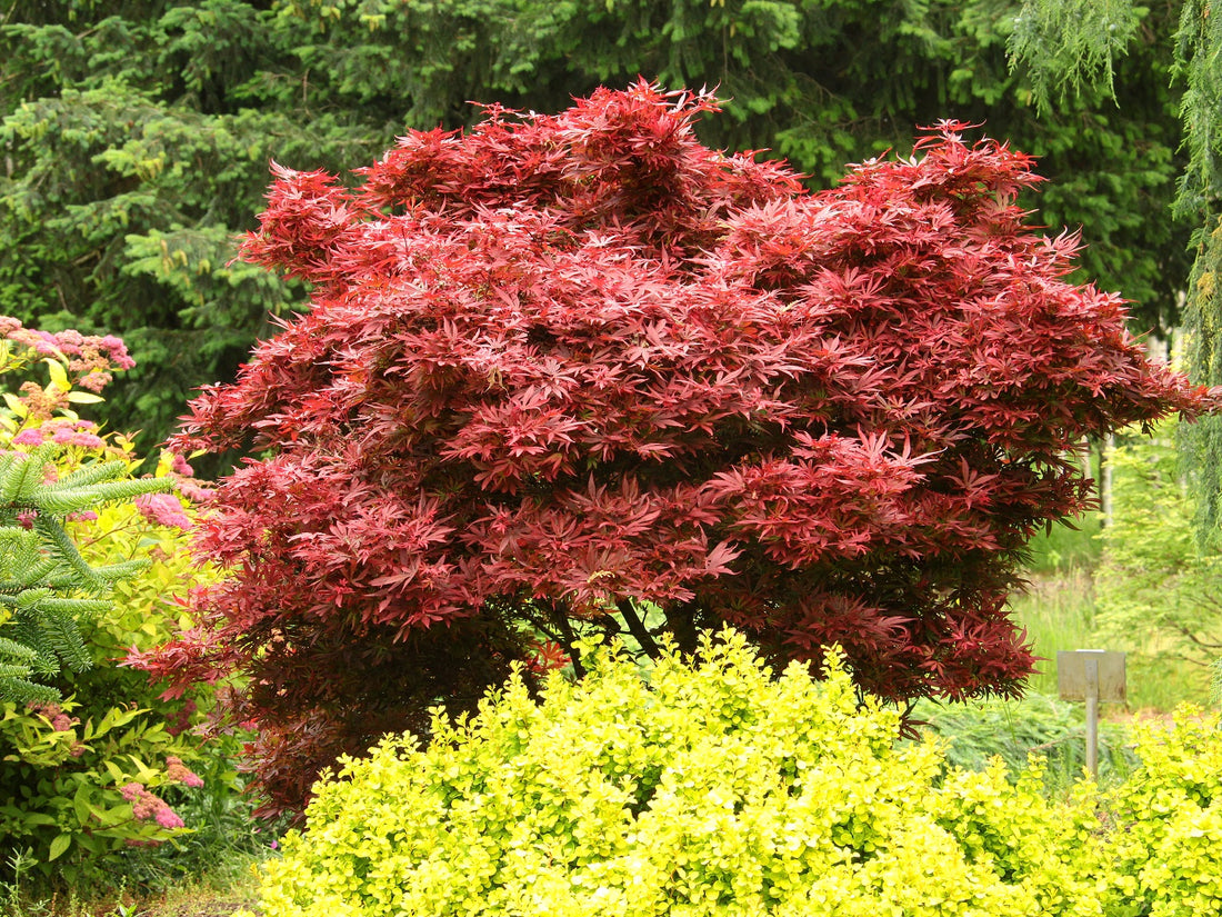 Japanese Maple &
