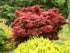 Japanese Maple &